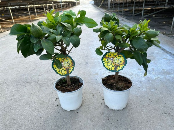 Citrus, Ministamm 15/40 cm limon cappuccio/carrubaro PP-Nr.: IT-16-0165