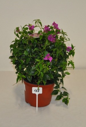 Bougainvillea, Busch 21/50 cm Alexandra PP-Nr.: IT-19-0282