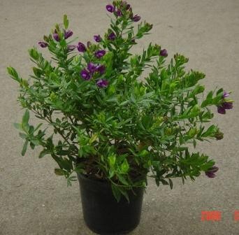 Polygala, Busch 14/30 cm myrtifolia - Kreuzblume PP-Nr.: IT-07-0526