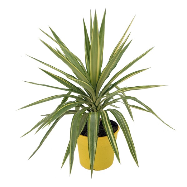 Yucca, Busch 21/55 cm Jewel PP-Nr.: ES-17-46/1519