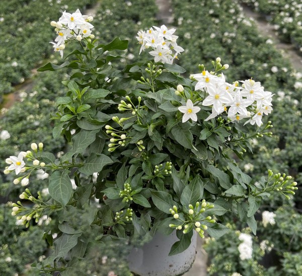 Solanum jasminoides, Busch 12/30 cm PP-Nr.: IT-16BT0373