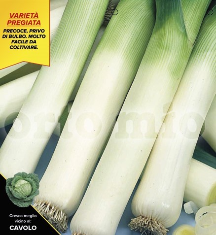 Lauch, 12er Tasse cm Riesenlauch, Sorte Matejko (F1) PP-Nr.: IT-08-1868