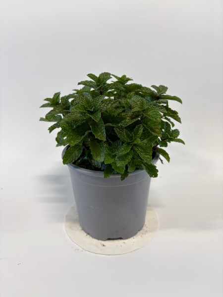 Minze, Busch 14/20 cm Gewürze PP-Nr.: IT-07-0526