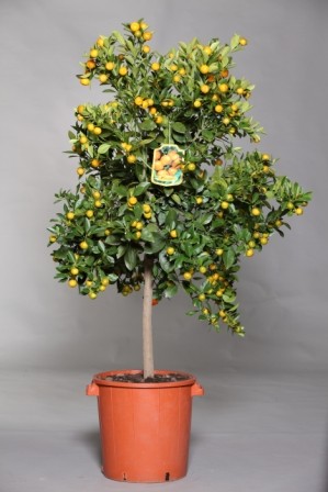 Citrus, Stamm 35/160 cm Madurensis - Calamondin PP-Nr.: IT-19-1880