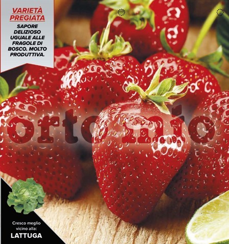 Erdbeeren , 6er Tasse cm Erdbeeren, wieder blühend, Sorte Mara des Bois PP-Nr.: IT-08-1868