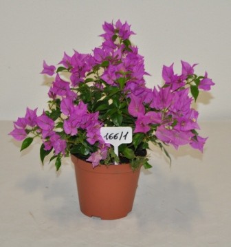 Bougainvillea, Busch 14/30 cm Alexandra PP-Nr.: IT-19-0282