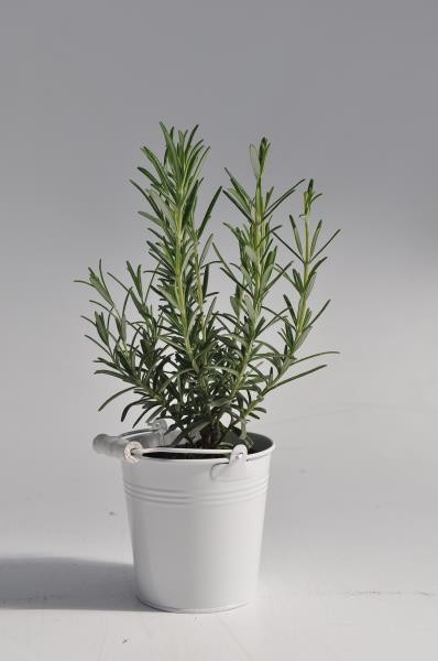 Lorbeer, Busch 14 cm im Zinkeimer PP-Nr.: IT-07-0248