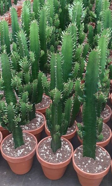 Euphorbia erythrea, 21/90 cm Wüstenkaktus PP-Nr.: IT-07-0526