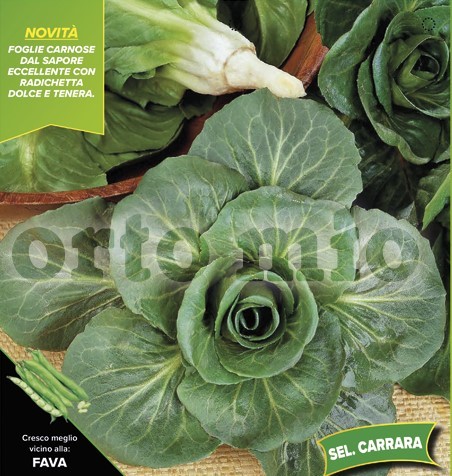 Chicoree, 9er Tasse cm "Grünes Herz", Auswahl Carrara PP-Nr.: IT-08-1868