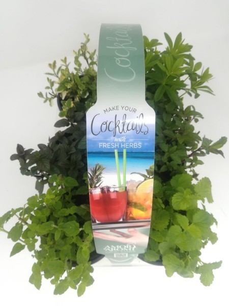 "Aromi e Amore", Busch 10/15 cm Cocktail" 6er Pack Gewürze PP-Nr.: IT-07-0526