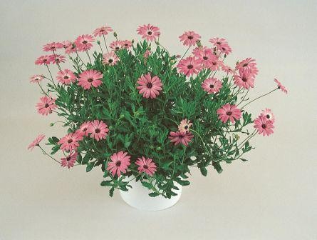 Osteospermum, Busch 18/50 cm Kapmargerite PP-Nr.: IT-07-0526