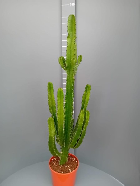 Euphorbia, 24/100 cm erythraea - Wüstenkaktus PP-Nr.: IT-07-0526