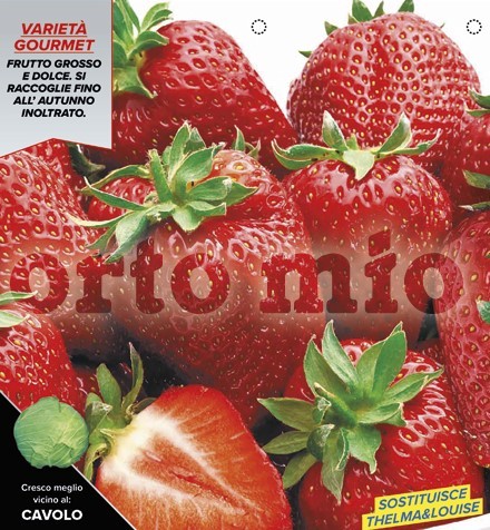 Erdbeeren Erdbeeren 4 Jahreszeiten, 6er Tasse/ cm wieder blühend, Sorte Anabelle PP-Nr.: IT-08-1