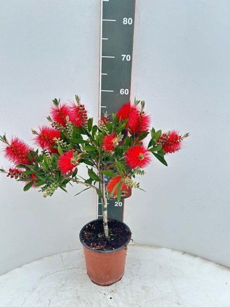 Callistemon, 1/2 Stamm 17/50 cm Splendens PP-Nr.: IT-19-0282
