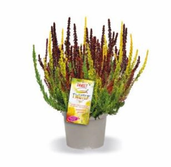 Calluna GG, 12/20 cm Sunset Twister PP-Nr.: DE-NI-115639