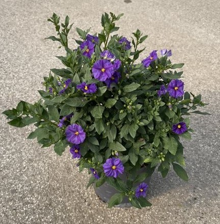 Solanum, Busch 17/40 cm rantonnetii - blau PP-Nr.: IT-16BT0373