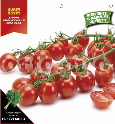 Tomaten Kirschtomate, sehr süß, Sorte Apero (F1), 6er Tasse/ cm PP-Nr.: IT-08-1868