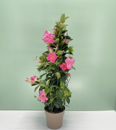 Dipladenia, Pyramide 17/75 cm ROSA PP-Nr.: IT-16BT0373