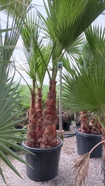 Washingtonia, Stamm 90LT/250 cm Gruppe PP-Nr.: ES-17-46/1610