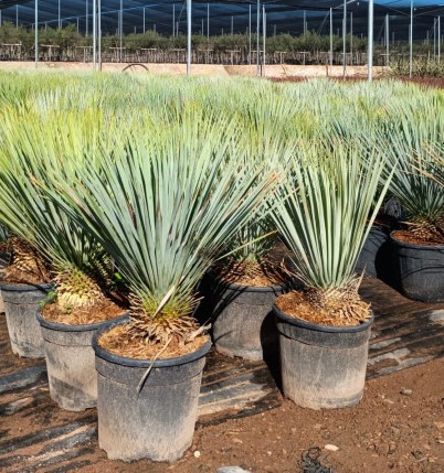 Yucca (YRT15), Stamm 25LT/90 cm Rostrata PP-Nr.: ES-17-46/1610