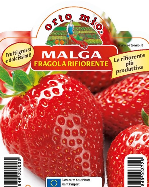 Erdbeeren, 10/20 cm wieder blühend, Sorte Malga PP-Nr.: IT-08-1868