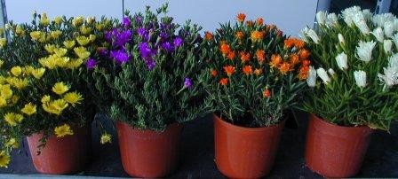 Mesembryanthemum, Busch 18/50 cm Mittagsblume PP-Nr.: IT-07-0526