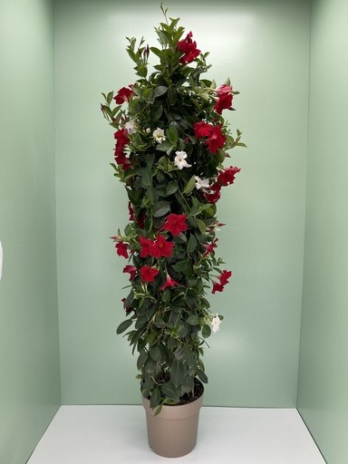 Dipladenia, Pyramide 27/160 cm bicolor PP-Nr.: IT-16BT0373