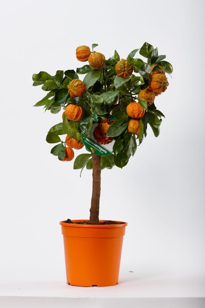Citrus, Mini-Stamm 22/80 cm Corugato Orange PP-Nr.: IT-19-1627