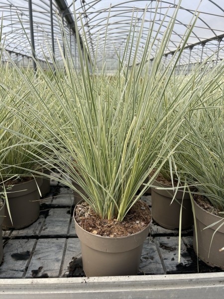 Gräser, Busch 21/60 cm Lomandra longifolia White sands PP-Nr.: IT-16BT0373