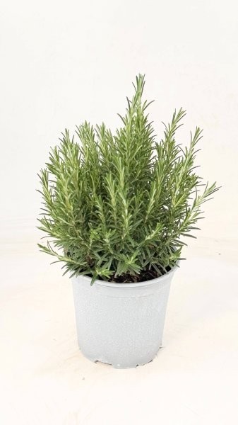 Rosmarin, Busch 18/40 cm officinalis Gewürze PP-Nr.: IT-07-0526