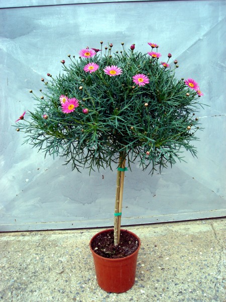 Margeriten, Stamm 18/80 cm rosa PP-Nr.: IT-07-0526