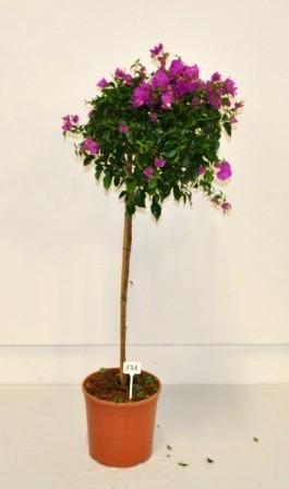 Bougainvillea, Stamm 24/110 cm Alexandra PP-Nr.: IT-19-0282