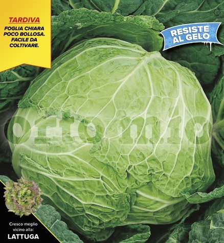 Wirsing, 6er Tasse cm Heller Spätwirsing, Sorte Morama (F1) PP-Nr.: IT-08-1868