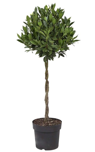 Laurus, Stamm 24/120 cm nobilis - echter Lorbeer PP-Nr.: IT-19-0066