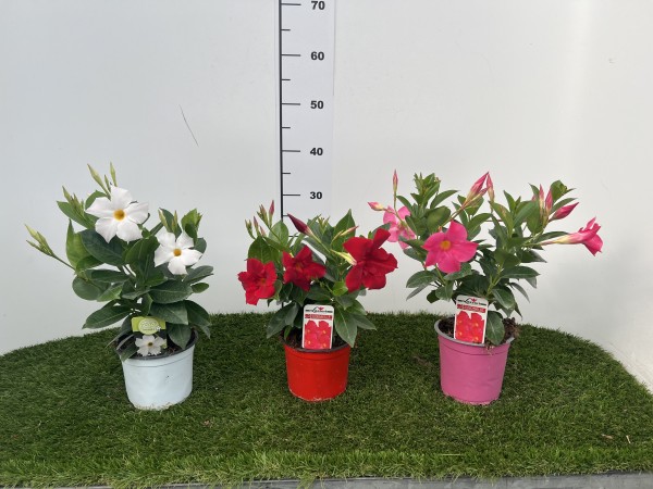 Dipladenia, Pyramide 14/50 cm Sundaville PP-Nr.: IT-19-0288