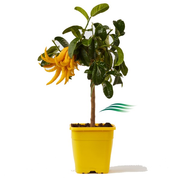 Citrus, Mini-Stamm 19/70 cm Medica Sarcodactylis - "Buddha´s Hand" PP-Nr.: IT-19-1627