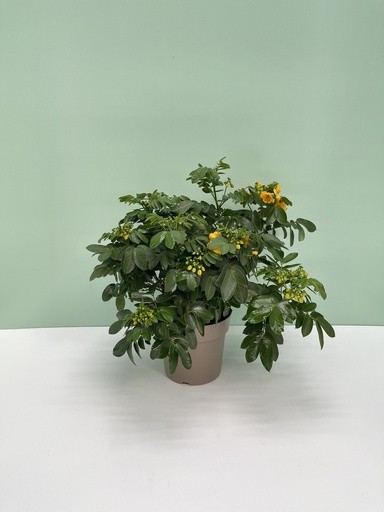Cassia, Busch 17/40 cm corymbosa PP-Nr.: IT-16BT0373