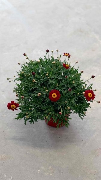 Margeriten, Busch 14/30 cm rot PP-Nr.: IT-07-0526