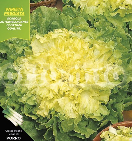 Endivien Salat, 9er Tasse cm hell mit fülligem Herz, Sorte Samoa PP-Nr.: IT-08-1868