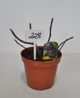 Ficus, Busch 14/40 cm Carica - echte Feige Bornholm im Terrakotta-Topf PP-Nr.: IT-19-0572