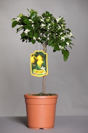 Citrus, Mini-Stamm 19/70 cm Limetta Pursha PP-Nr.: IT-19-1627