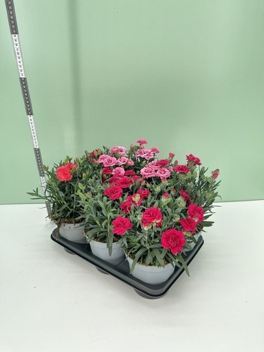 Dianthus, Busch 14/30 cm "Oskar" PP-Nr.: IT-16BT0373