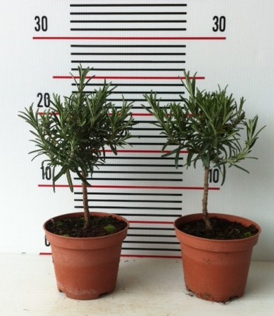 Rosmarin, Stamm 11/20 cm officinalis Gewürze PP-Nr.: IT-07-0526