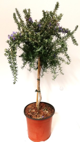 Rosmarin, Stamm 18/80 cm prostratus Gewürze PP-Nr.: IT-07-0526