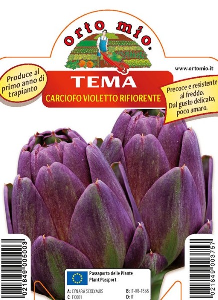 Artischocken, 10/20 cm violett wieder Blühend, Sorte Tema PP-Nr.: IT-08-1868
