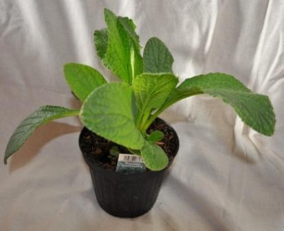 Borretsch, Busch 14/30 cm Borago officinalis Gewürze PP-Nr.: IT-07-0526