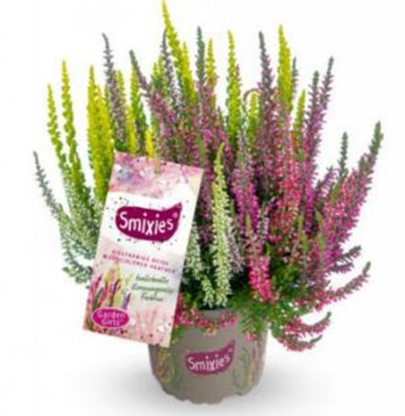 Calluna GG, 13/20 cm Smixies 5 Farben im Topf PP-Nr.: DE-NI-115639