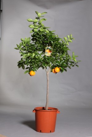 Citrus, Stamm 35/160 cm Sinensis - Orange PP-Nr.: IT-19-1880
