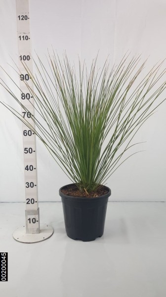 Dasylirion , Bush 15 LT/90 cm PP-Nr.: ES-17-46/1610