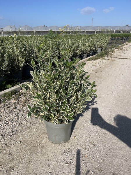Euonymus jap., Busch 26/55 cm Bravo PP-Nr.: IT-16BT0373